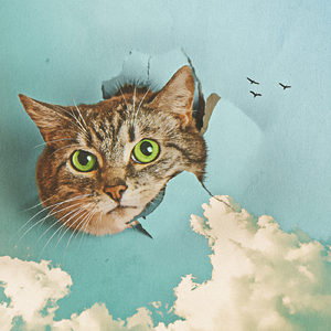 海报智能小狐导航
