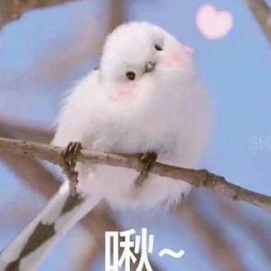 海报智能小狐导航
